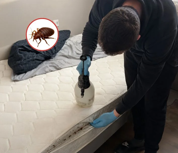 Technicien traitant un matelas contre les punaises de lit à Saint-Sulpice-de-Favières